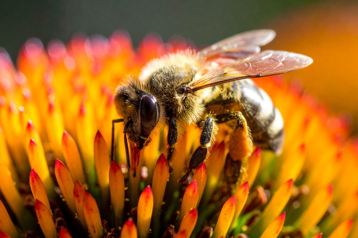 Pollinator on a flower