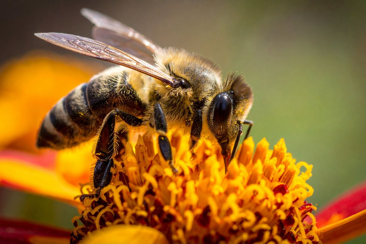 Pollinator resources overview