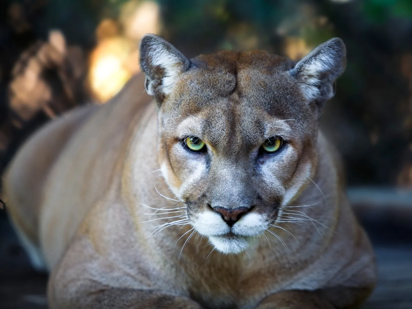 Florida panther in forest habitat