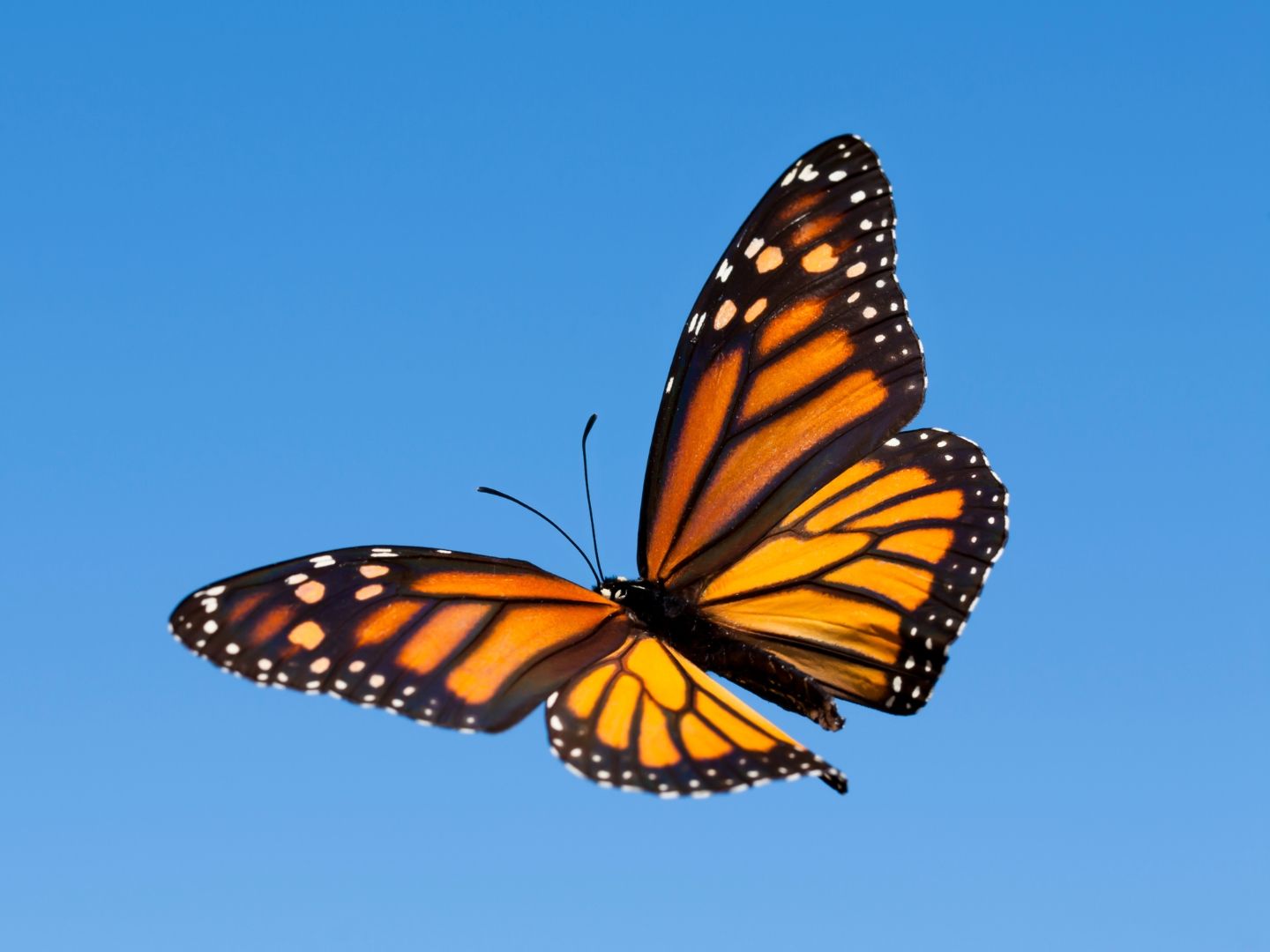Monarch butterfly on a flower