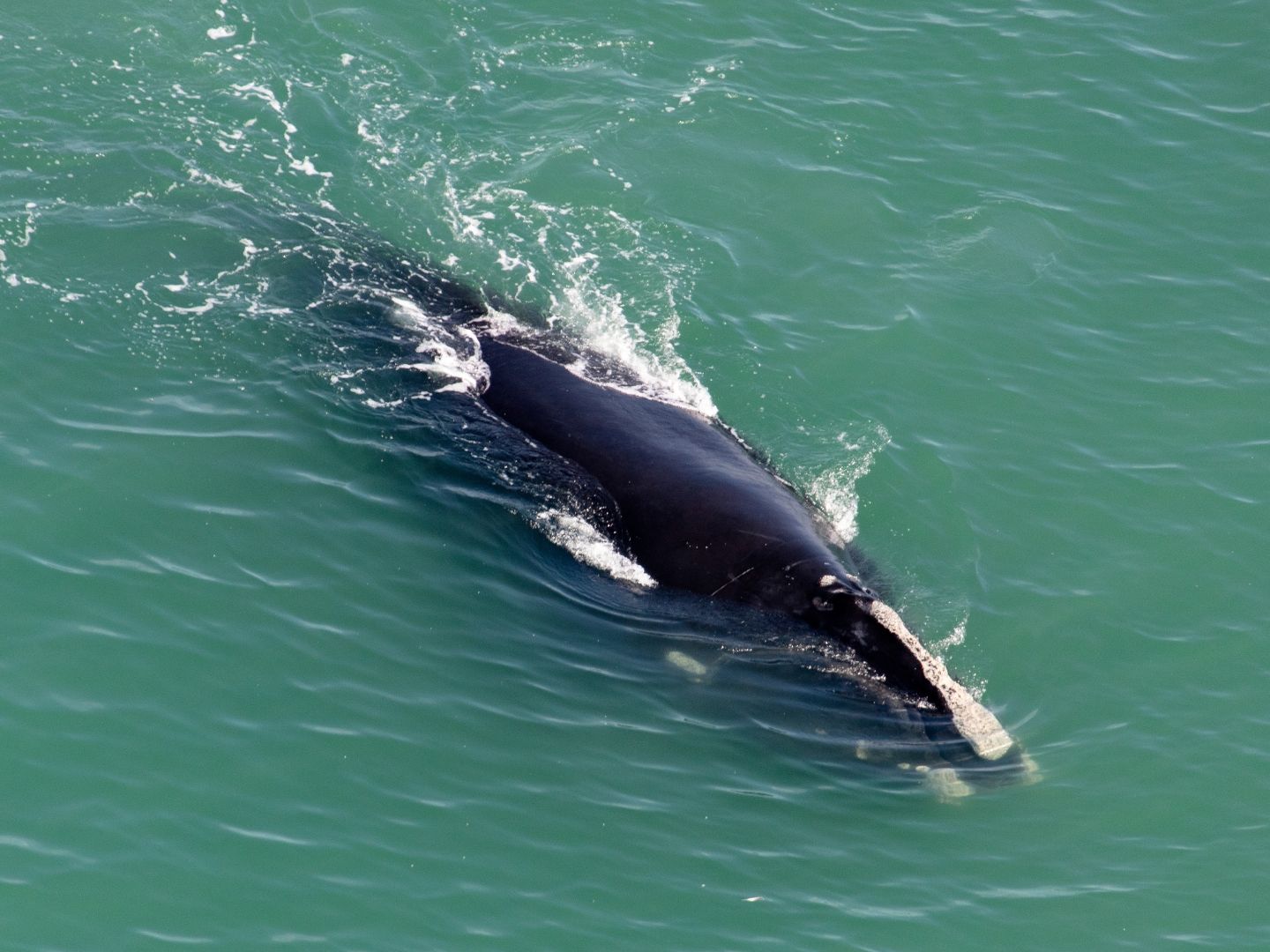 North Atlantic right whale surfacing