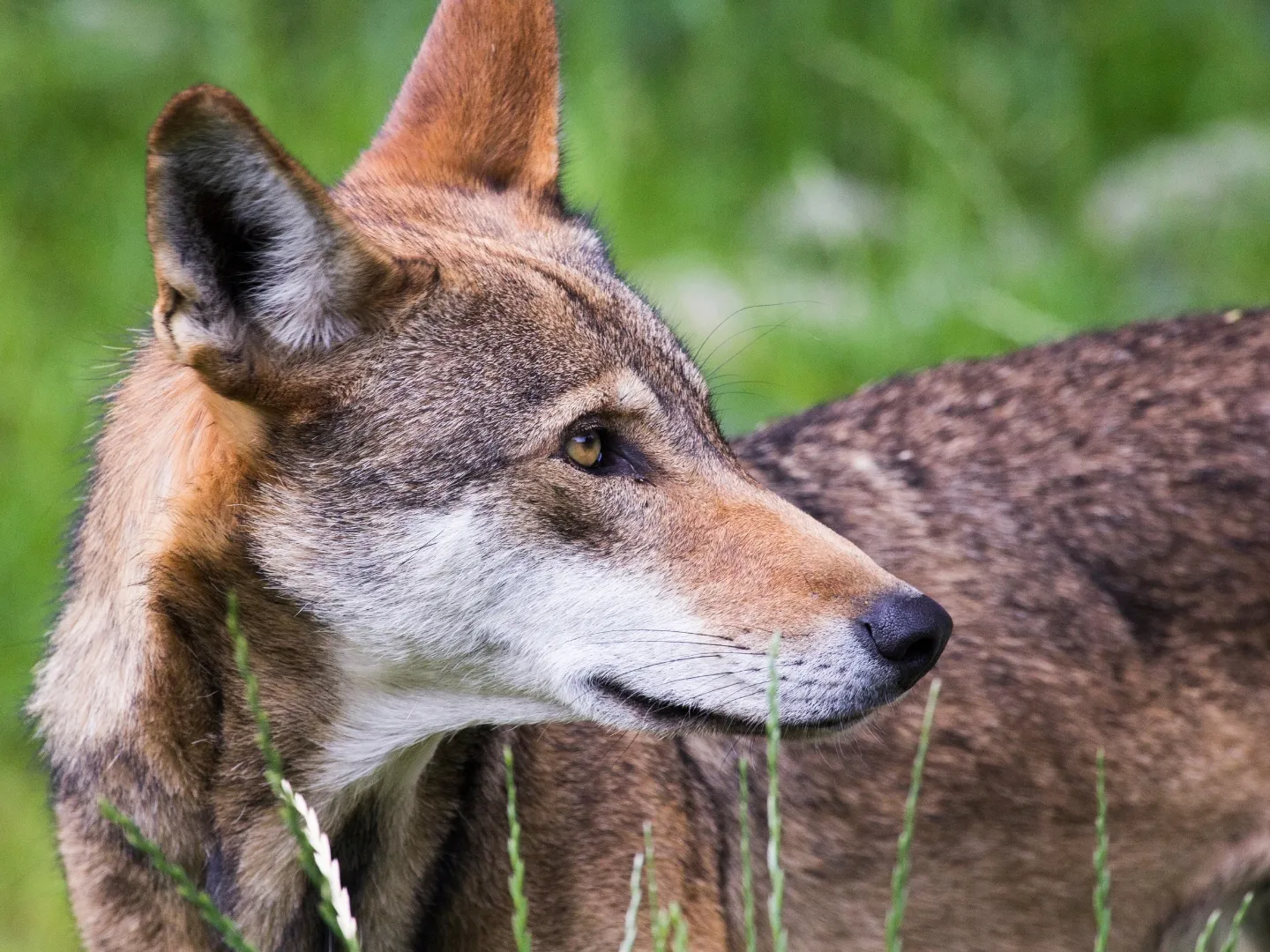 Red wolf in grassy habitat
